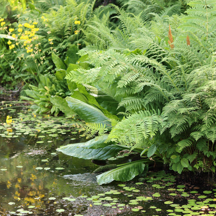Pondside Fern Collection