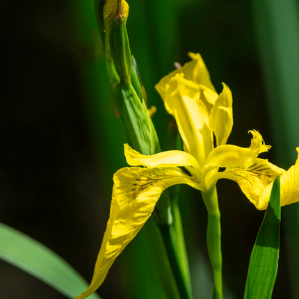 Colourful Marginal Pond Plant Kit – 6 x 9cm | Grower’s Choice