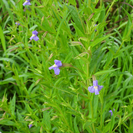 Wildlife Pond Plants Collection