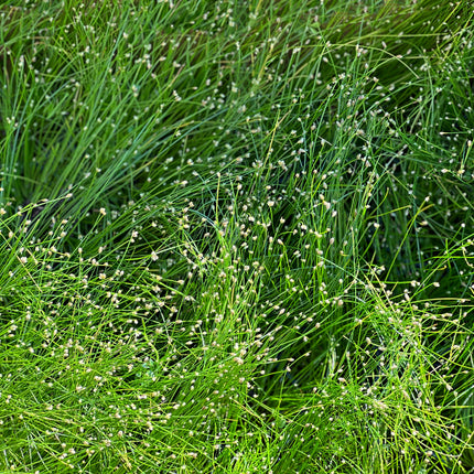 Oxygenating Pond Plants Collection