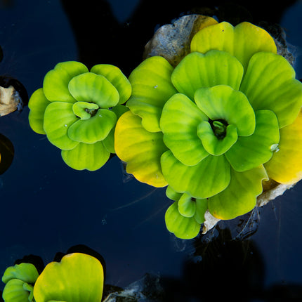 Mini Pond and Deep Water Plant Kit