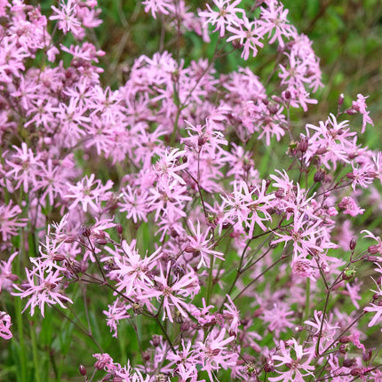 Colourful Marginal Pond Plants Collection