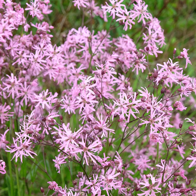 Colourful Marginal Pond Plants Collection