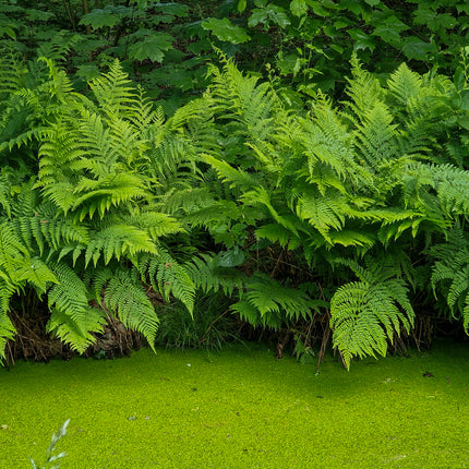 Lady fern | Athyrium filix femina