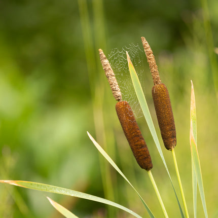 Wildlife Pond Plants Collection