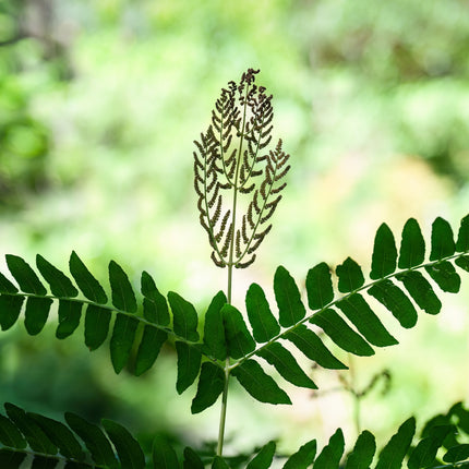 Pondside Fern Collection