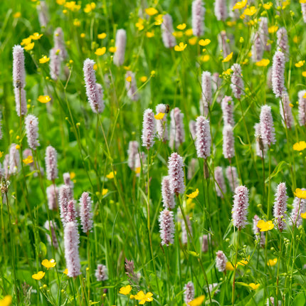 Wildlife Pond Plants Collection