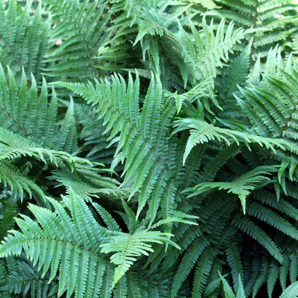Pondside Fern Collection