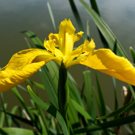 Colourful Marginal Pond Plants Collection