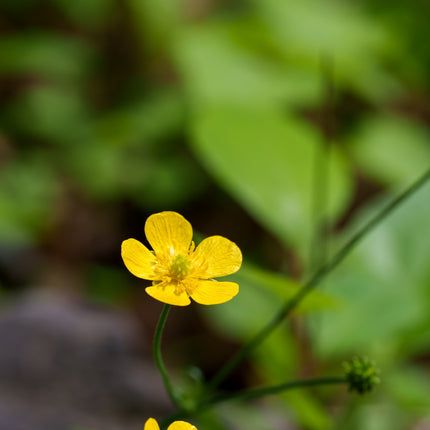 Wildlife Pond Plants Collection