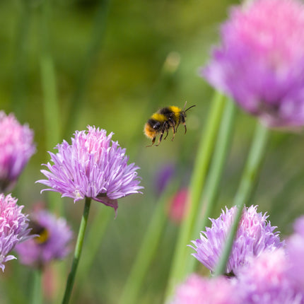 Wildlife Pond Plants Collection