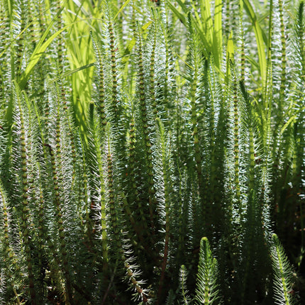 Oxygenating Pond Plants Collection