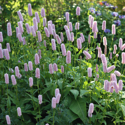 Colourful Marginal Pond Plants Collection