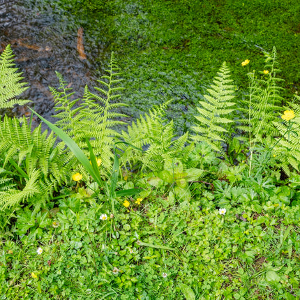 Pondside Fern Collection