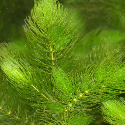 Hornwort | Ceratophyllum demersum