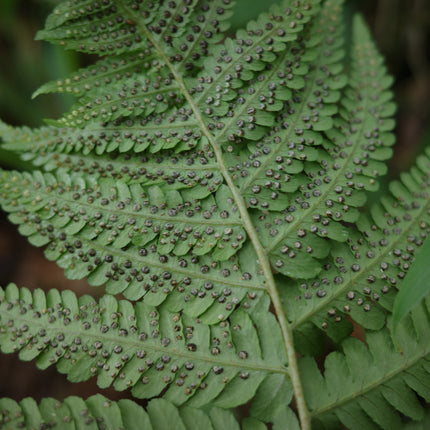 Pondside Fern Collection