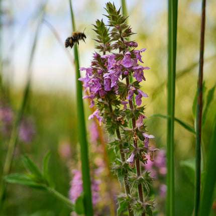 Wildlife Pond Plants Collection