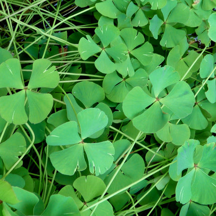 Water shamrock | Marsilea quadrifolia