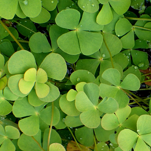 Water shamrock | Marsilea quadrifolia