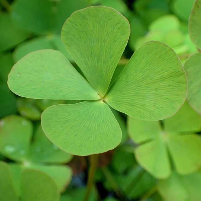 Water shamrock | Marsilea quadrifolia