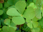 Water shamrock | Marsilea quadrifolia