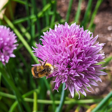 Wildlife Pond Plants Collection