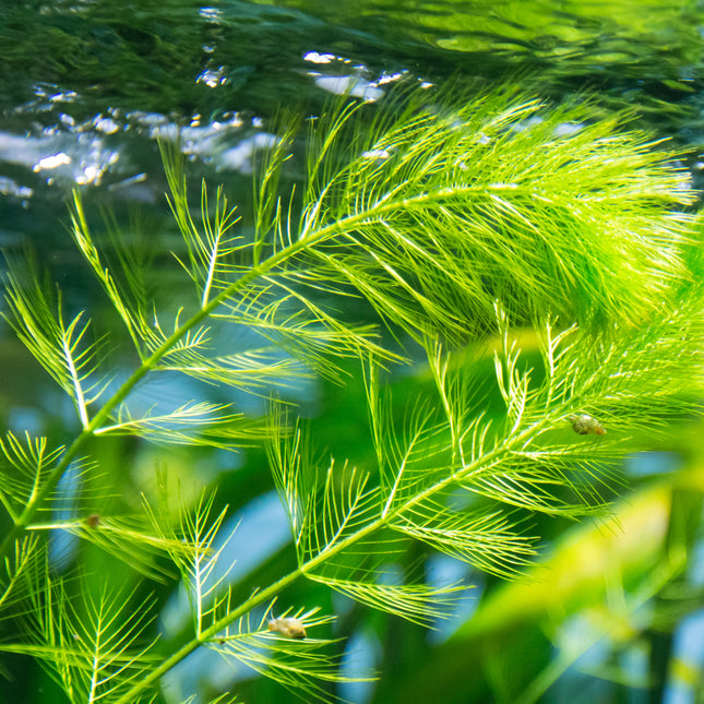 Hornwort | Ceratophyllum demersum