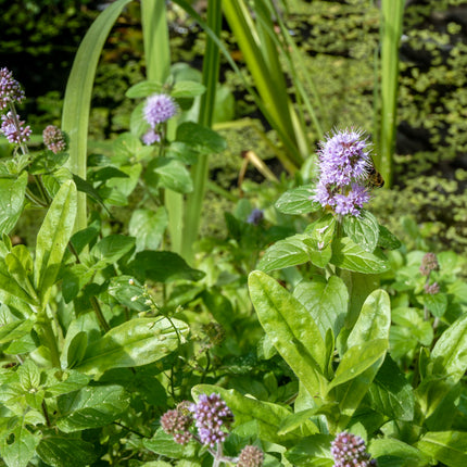 Wildlife Pond Plants Collection