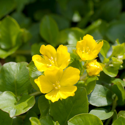 Creeping jenny | Lysimachia nummularia