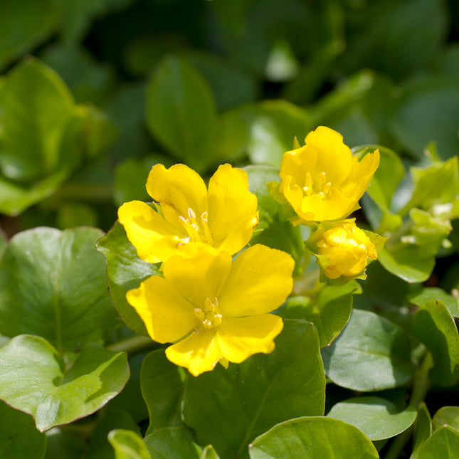 Creeping jenny | Lysimachia nummularia