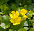 Creeping jenny | Lysimachia nummularia