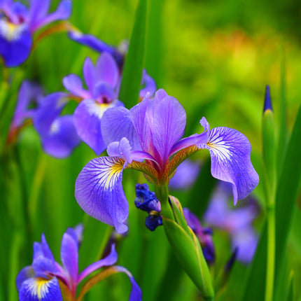 Colourful Marginal Pond Plant Kit – 6 x 9cm | Grower’s Choice