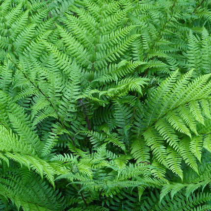 Lady fern | Athyrium filix femina