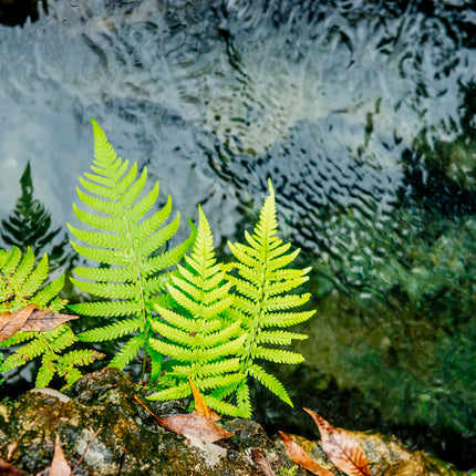 Pondside Fern Collection
