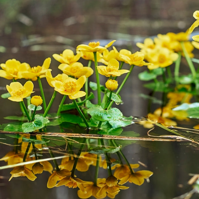 Small Pond Starter Collection – With a Deep Water Plant