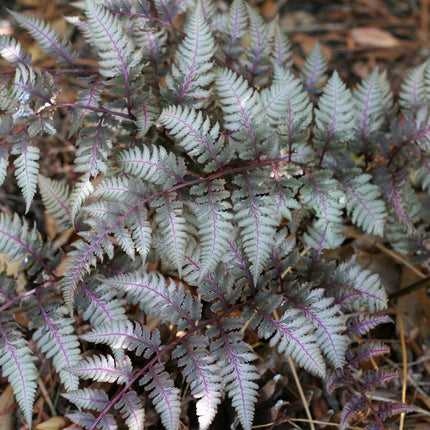 Pondside Fern Collection