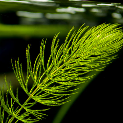 Bunched Oxygenator of the Week (5 Weighted Bunches)