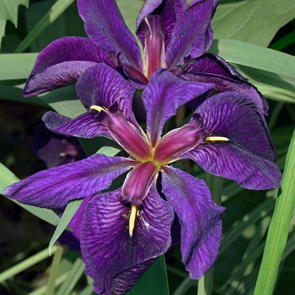 Colourful Marginal Pond Plants Collection