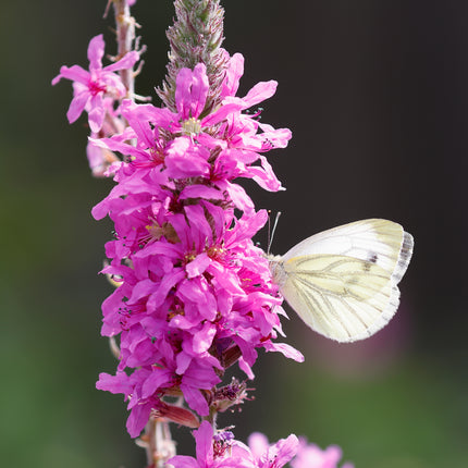 Wildlife Pond Plants Collection