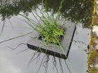 Floating Aquatic Plant Basket – Square (25 cm & 35 cm)