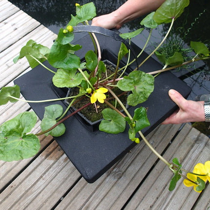 Floating Aquatic Plant Basket – Square (25 cm & 35 cm)