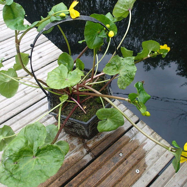 Hexagonal Finofil Aquatic Plant Basket – 3 Litre
