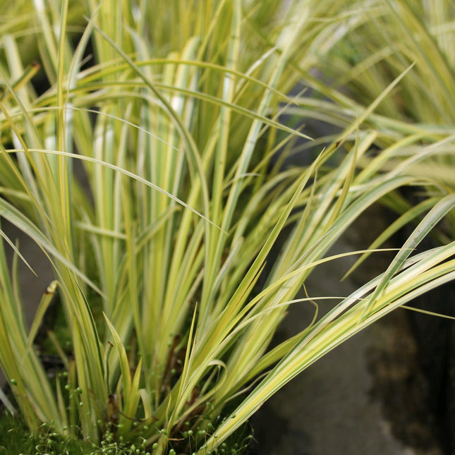 Golden variegated sweet flag | Acorus gramineus Ogon