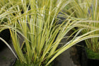 Golden variegated sweet flag | Acorus gramineus Ogon