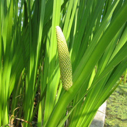 Sweet flag | Acorus calamus
