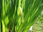 Sweet flag | Acorus calamus