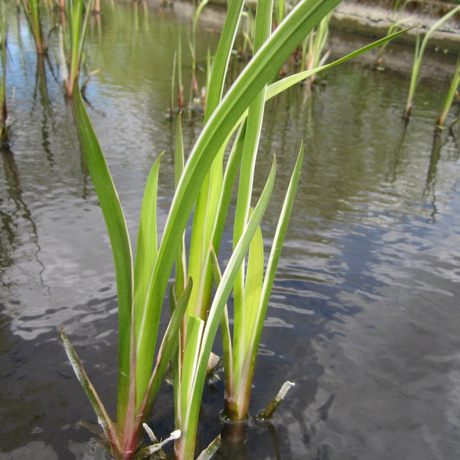 Variegated sweet flag | Acorus calamus variegatus