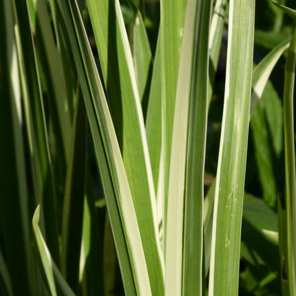 Variegated sweet flag | Acorus calamus variegatus