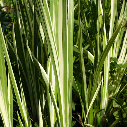 Variegated sweet flag | Acorus calamus variegatus
