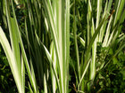 Variegated sweet flag | Acorus calamus variegatus